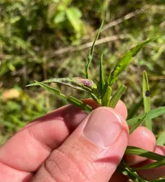 Dasineura carbonaria thumbnail 4