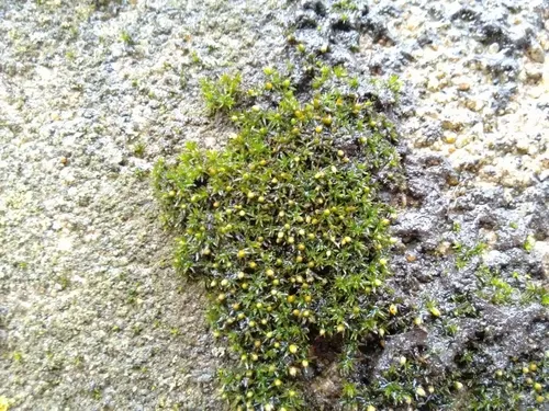 Orthotrichum pusillum