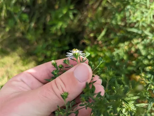 willowleaf aster