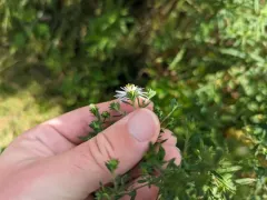 willowleaf aster thumbnail 1