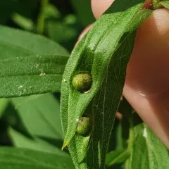 Asphondylia solidaginis thumbnail 4