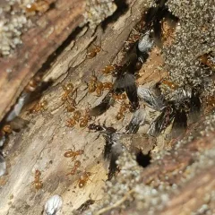 Shaded Fuzzy Ant thumbnail 3