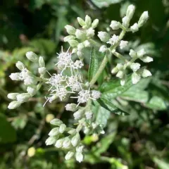 rough boneset thumbnail 4