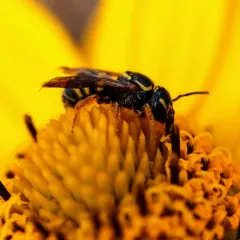 Louisiana Painted-Dark bee thumbnail 4