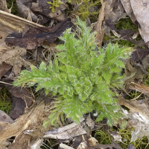 field thistle