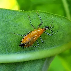 Ringed Assassin Bug thumbnail 3