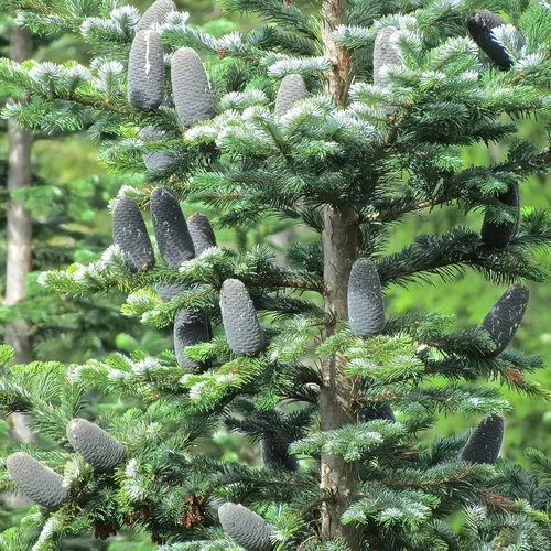 Pacific silver fir