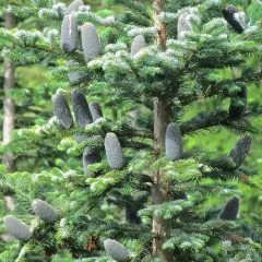 Pacific silver fir thumbnail 1