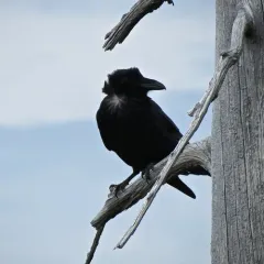 Common Raven thumbnail 4