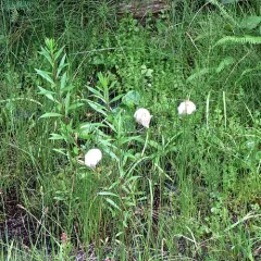 russet cottongrass thumbnail 1