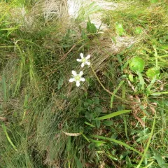Fringed Grass of Parnassus thumbnail 1