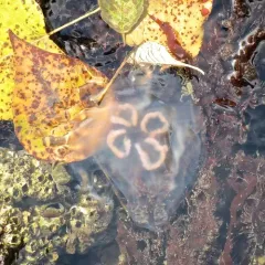 Greater Moon Jelly thumbnail 2