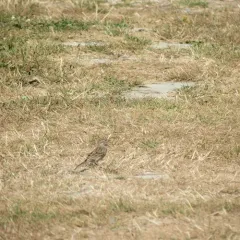 Chipping Sparrow thumbnail 3