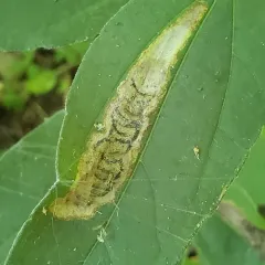 Calycomyza vogelmanni thumbnail 3