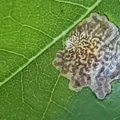 Oak Blotch Miner Moth thumbnail 3