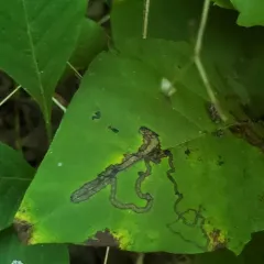 Stigmella rhoifoliella thumbnail 3