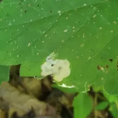 Aspilanta ampelopsifoliella thumbnail 4