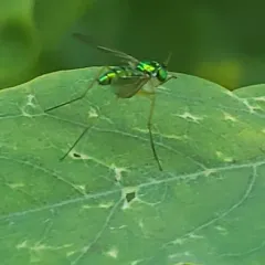 Amblypsilopus scintillans thumbnail 2