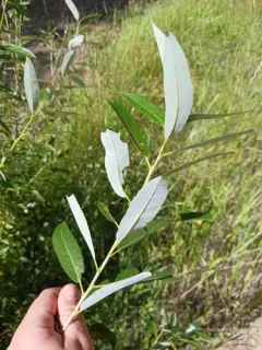 Lemmon's willow thumbnail 3