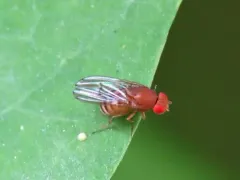Immigrant fruit fly thumbnail 4