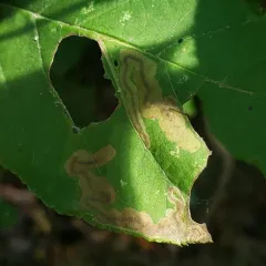 Slingerland's Plum Leafminer Moth thumbnail 2