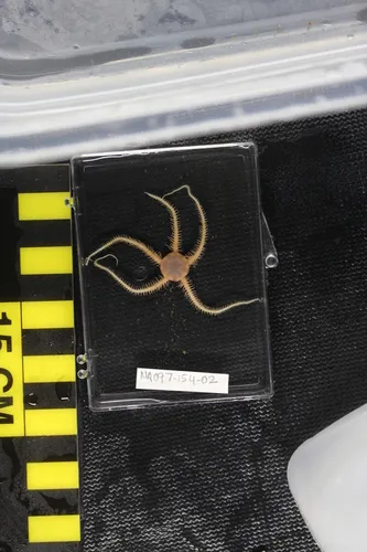 Rosy Brittle Star