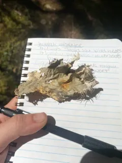 Frog pelt lichen thumbnail 2