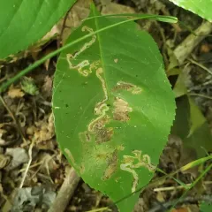 Stigmella prunifoliella thumbnail 3
