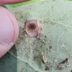 tulip tree leaf spot gall midge thumbnail 4