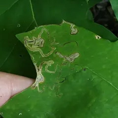 Stigmella quercipulchella thumbnail 2