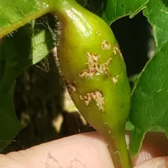 Grape Leaf Petiole Gall thumbnail 4