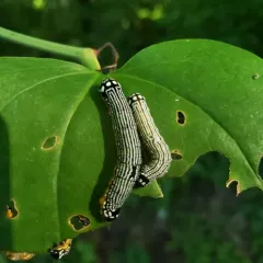 Turbulent Phosphila Moth thumbnail 4