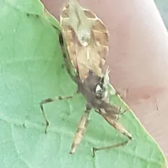 Acholla multispinosa thumbnail 4