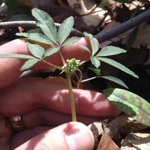 dwarf ginseng