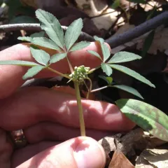 dwarf ginseng thumbnail 1