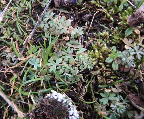 western lady's mantle