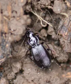 Round-winged Harp Ground Beetle thumbnail 2