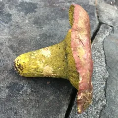 Yellow-green Russula Mold thumbnail 3