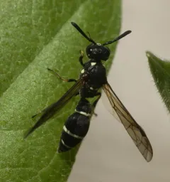 Tufted Potter Wasp thumbnail 3