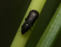 Stenoscelis brevis thumbnail 3
