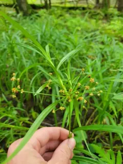 leafy bulrush thumbnail 3