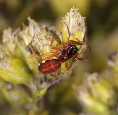 Big-eyed Thick-jawed Spider thumbnail 2