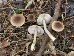 Inocybe nemorosa thumbnail 4