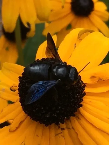 Carpenter-mimic Leafcutter Bee
