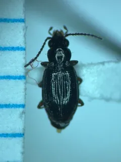 Bembidion fortestriatum thumbnail 2