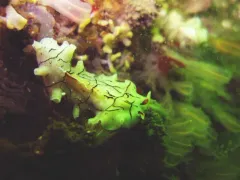 Striped Polyclad Worm thumbnail 3