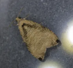 Wretched Olethreutes Moth thumbnail 1