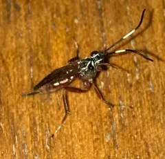 Ischnus inquisitorius thumbnail 4