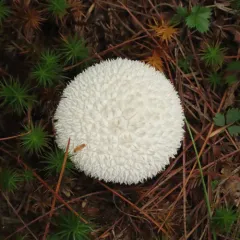 Curtis's Puffball thumbnail 4