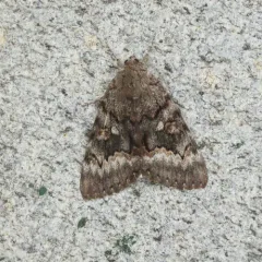 Epione Underwing thumbnail 3